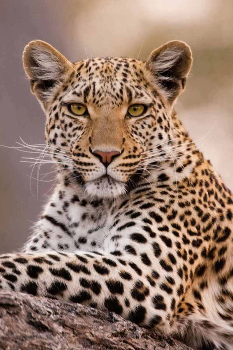 Leopard
