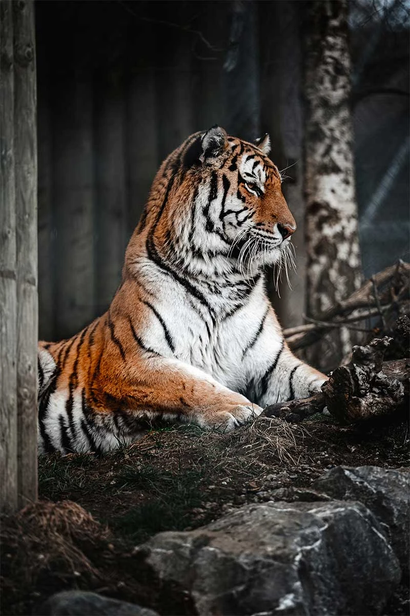 Sariska Tiger
