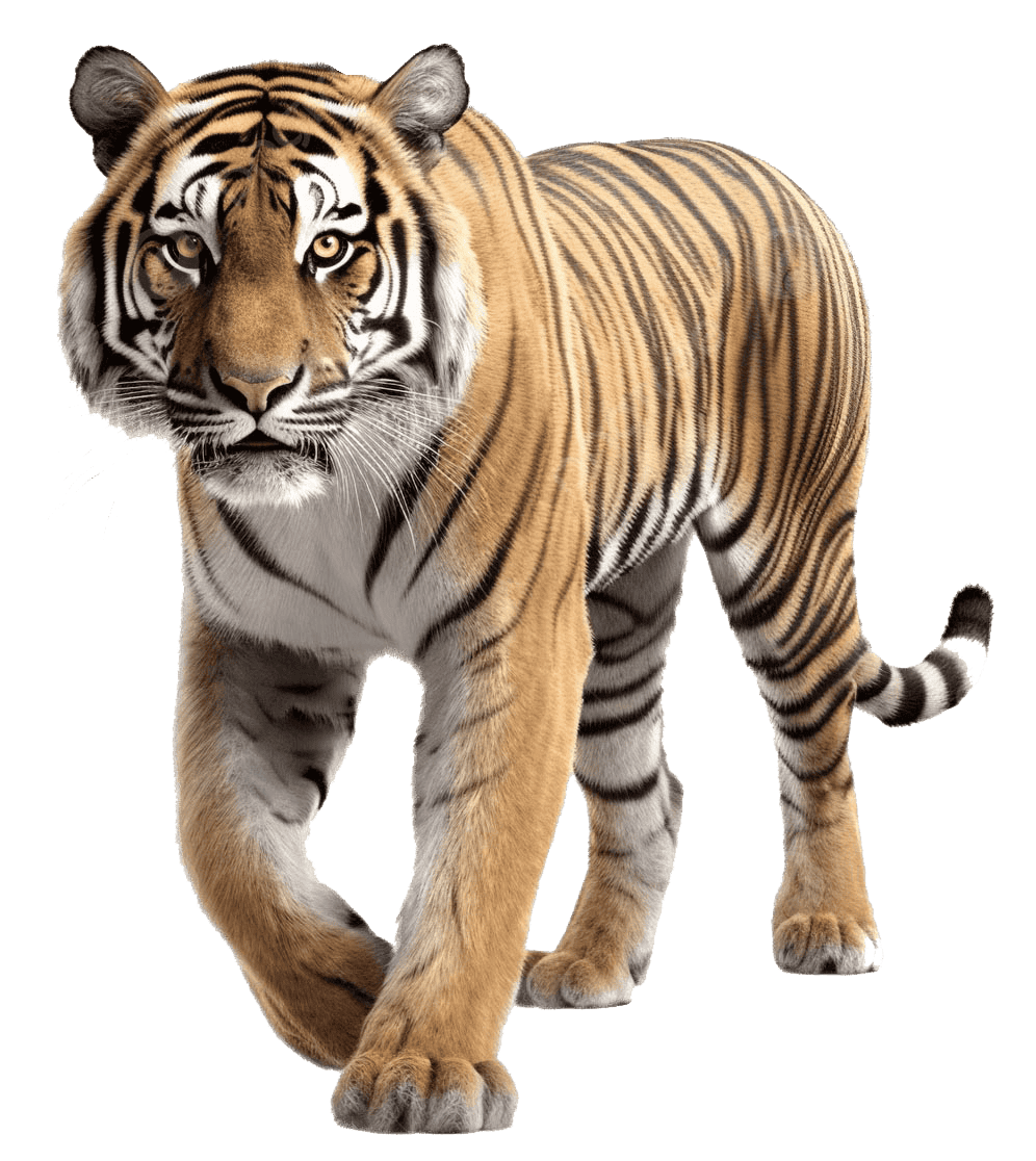 Safari
