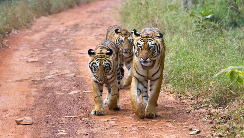 Tiger in Bhandhavgarh