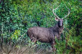 Wildlife in Bhandhavgarh