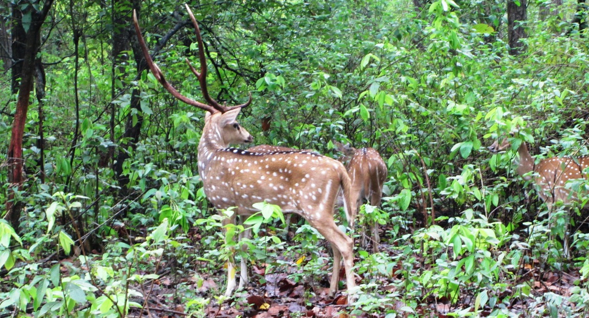 Wildlife in Bhandhavgarh